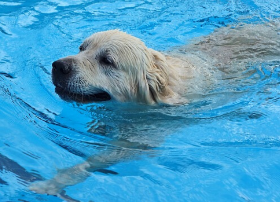 La première piscine pour chiens de France a ouvert ses portes Le